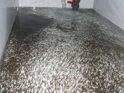 Piscifactorías Andaluzas S.A. peces en incubación