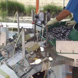Piscifactorías Andaluzas S.A.