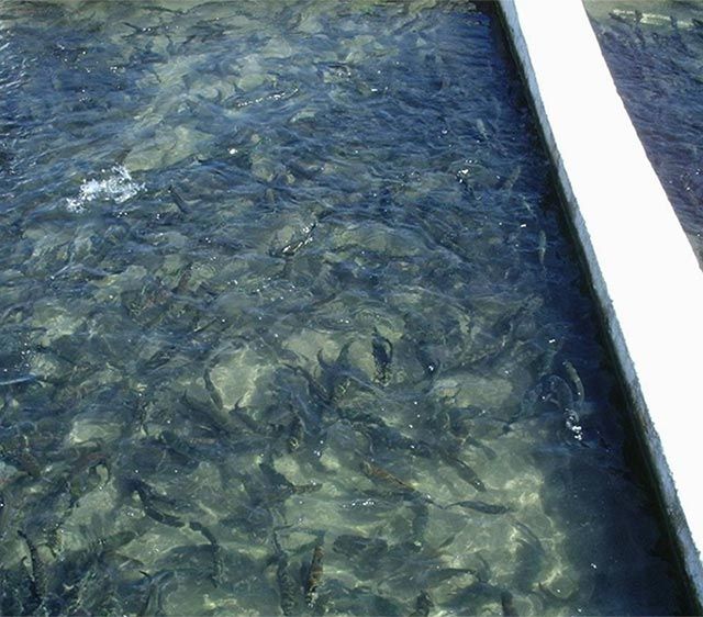 Piscifactorías Andaluzas S.A. lugar de incubación de peces